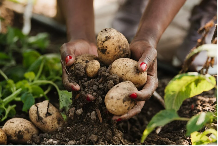 planting potatoes