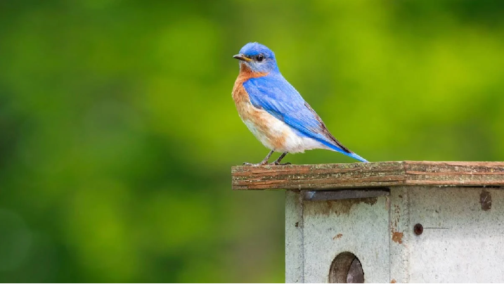 How to Build the Perfect Bluebird House a Detailed Guide