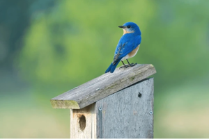 Bluebird House Plans