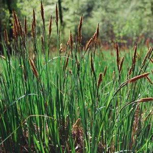 Sedge Grass