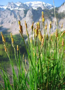 Types of Sedge Grass