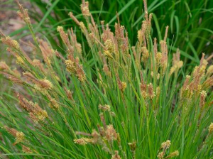 Uses of Sedge Grass