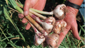 When To Harvest Garlic