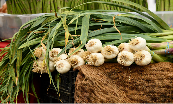 A Short Guide When to Harvest Garlic and When Plant is Ready