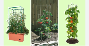 best tomato cages