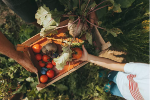 fall crops