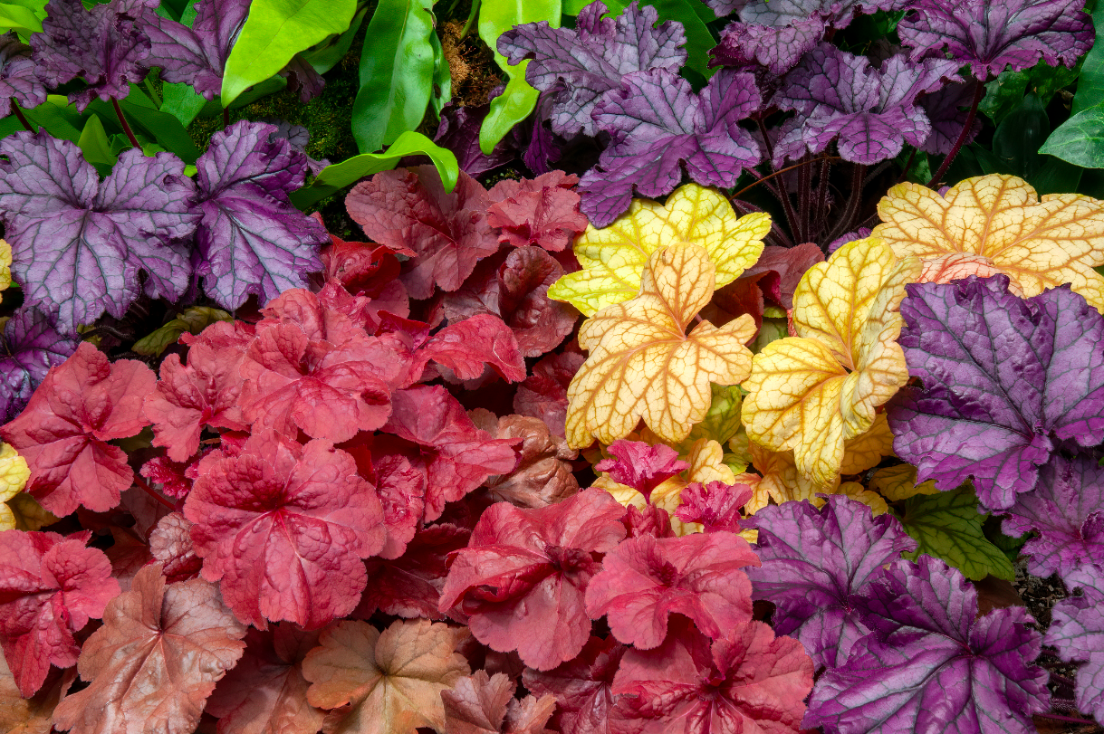 Heuchera – The Complete Guide to Grow Coral Bells (2024)