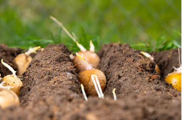 how to grow potatoes