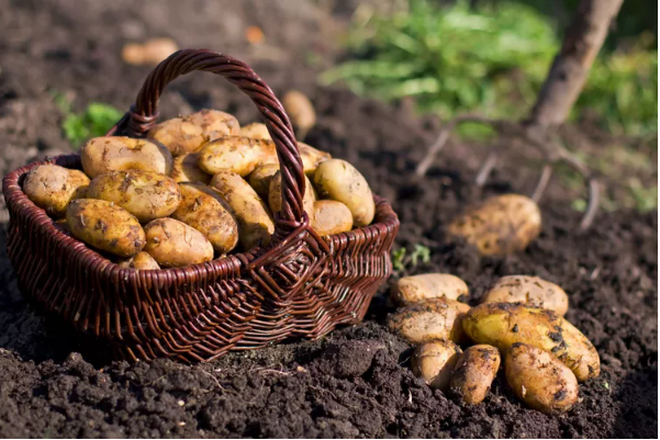 Planting Potatoes The Ideal Growing Process and Storage Tips