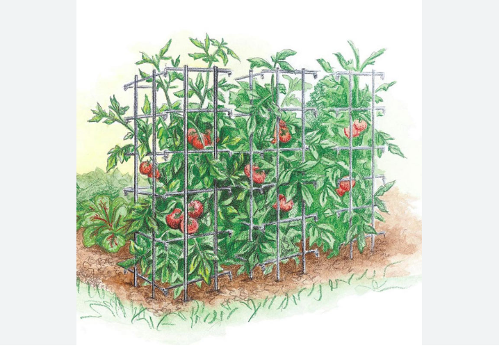 Tomato Cages – Benefits, and Methods to use