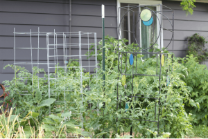 tomato plant support