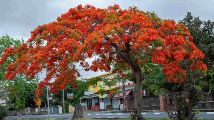 fast growing trees