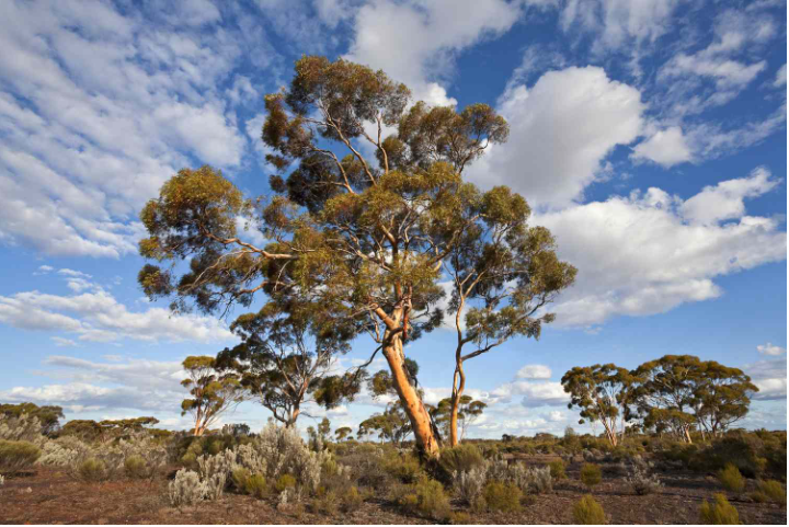 fast growing trees