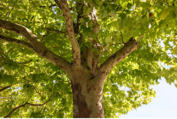 fast growing shade trees