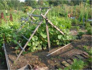 trellis for cucumbers