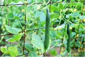 cucumber trellis