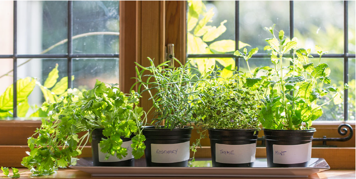 Herb Garden – How do you plant and grow a herb garden?