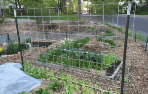 cattle panel trellis