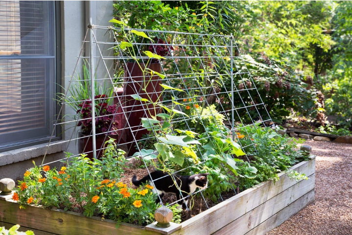 cattle panel trellis