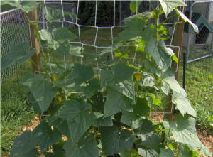 cucumber trellis