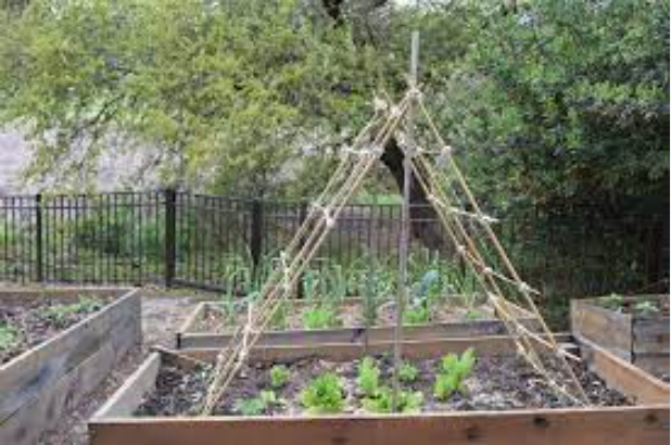 cucumber trellis