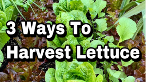 harvesting lettuce