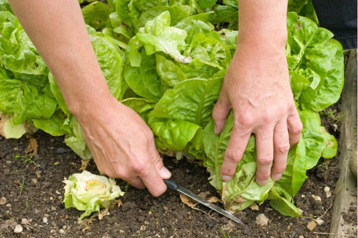 How to Harvest Lettuce? Introduction and Methods 2024