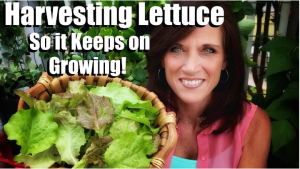 how to harvest lettuce