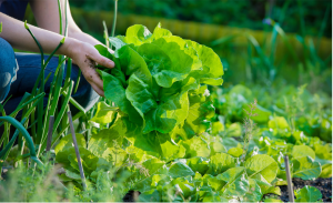 how to pick lettuce