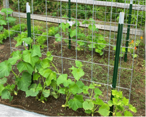 cattle panel trellis