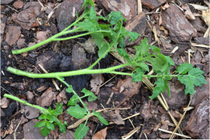 pruning tomato plants