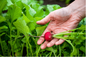 when to harvest radishes