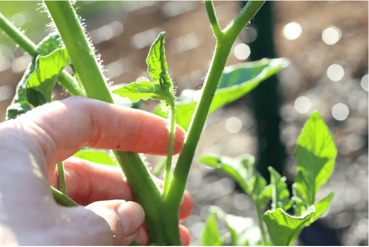 tomato suckers