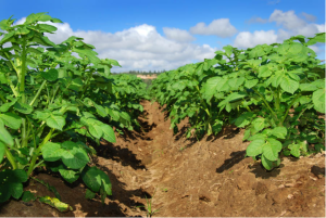 when to harvest potatoes