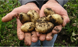 when to harvest potatoes