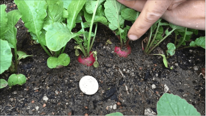 when to harvest radishes