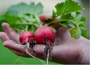 when to harvest radishes