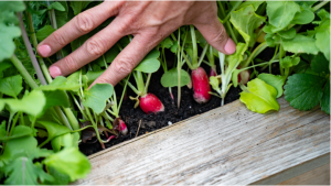 when to pick radishes